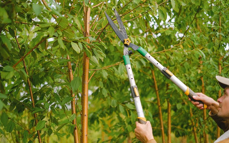 Tree trimming in Powers Lake, ND