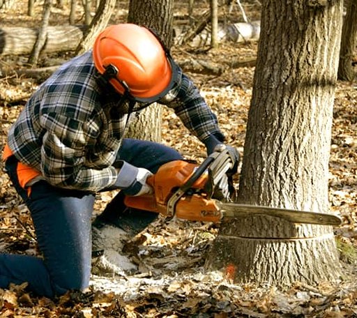 Tree Removal in Powers Lake, ND